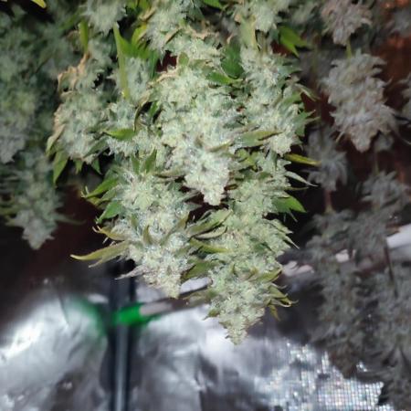 Insane og