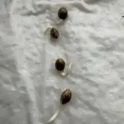 Dark Devil Auto Living Soil