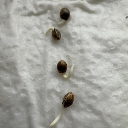 Dark Devil Auto Living Soil