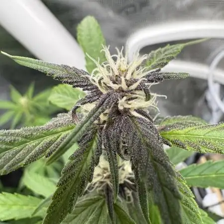Dark Devil Auto Living Soil