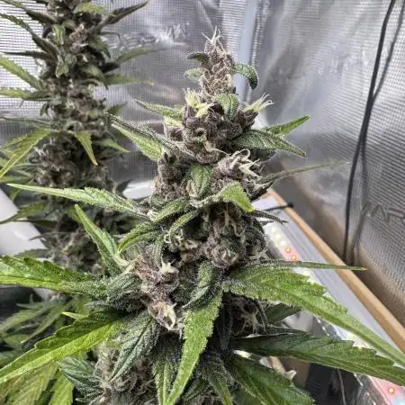 Dark Devil Auto Living Soil