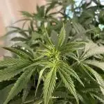 Grow #4