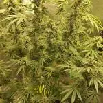 Sour0044
