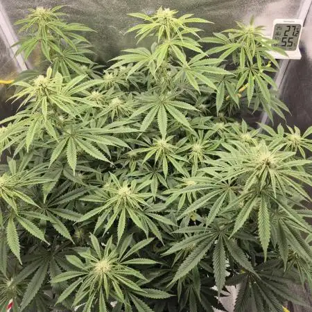 Sour Diesel