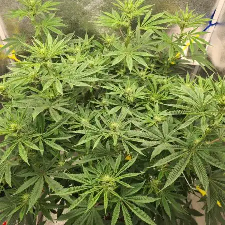 Sour Diesel