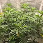 Sour Diesel