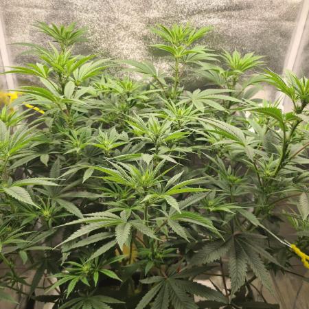 Sour Diesel