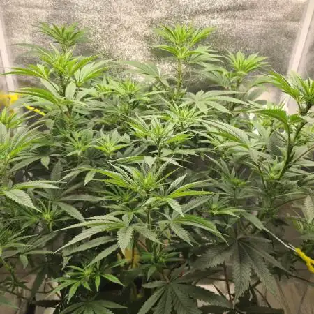Sour Diesel