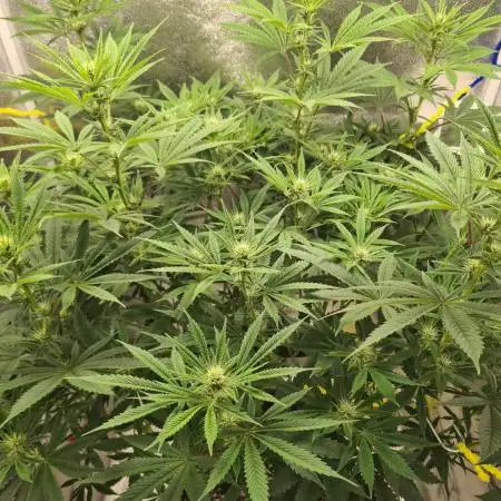 Sour Diesel