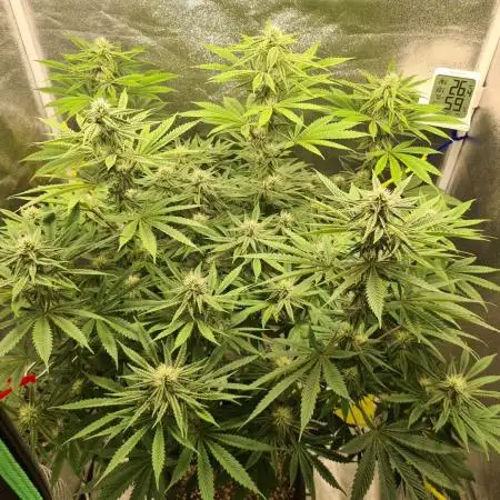 Sour0045