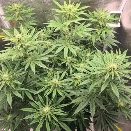 Sour Diesel