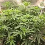 Sour Diesel
