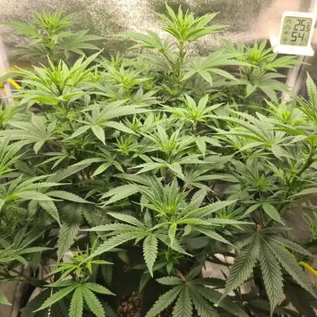 Sour Diesel