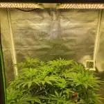 Sour Diesel