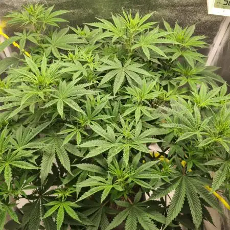 Sour Diesel