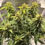 WW Auto