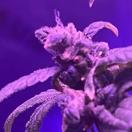 Fastbuds