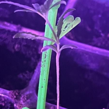 mftexans420too Growin in Gotham