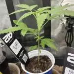 mftexans420too Growin in Gotham