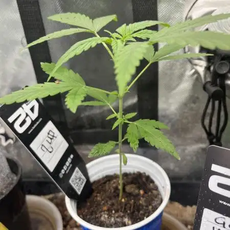 mftexans420too Growin in Gotham