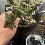 Fastbuds