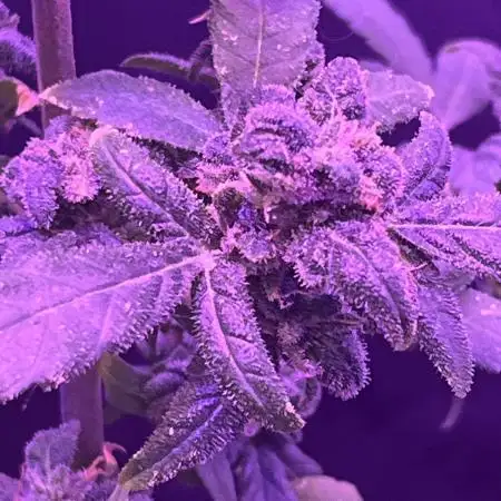 Fastbuds