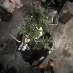 Fastbuds