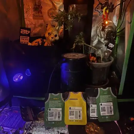 Fastbuds