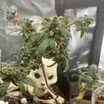 Fastbuds