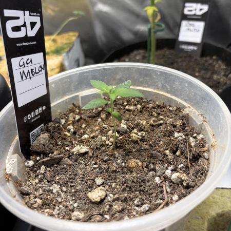 Gorillaz in the Mist