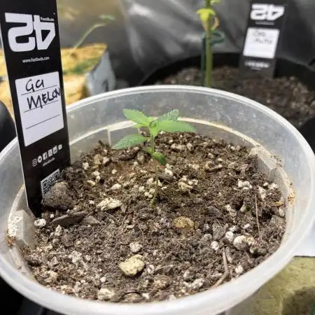 Gorillaz in the Mist