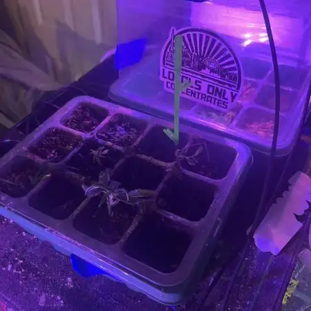 mftexans420too Growin in Gotham