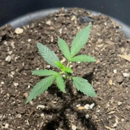 BAG Seed