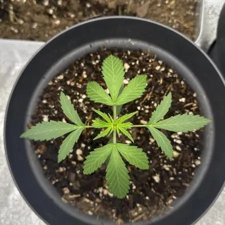 BAG Seed