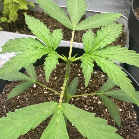 BAG Seed