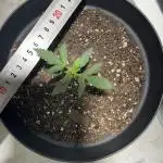 BAG Seed