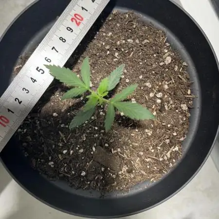BAG Seed