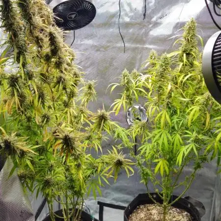 4x Peyote Wi-Fi CBD 2:1