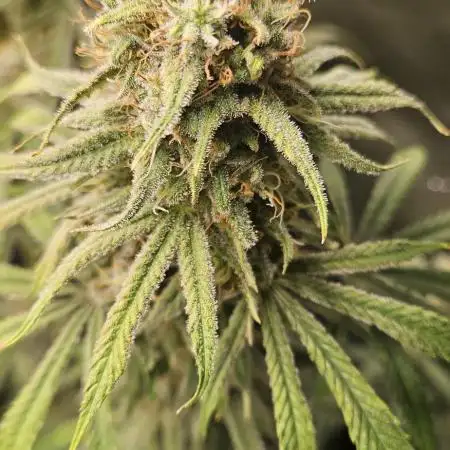 4x Peyote Wi-Fi CBD 2:1