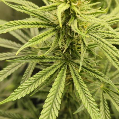 4x Peyote Wi-Fi CBD 2:1