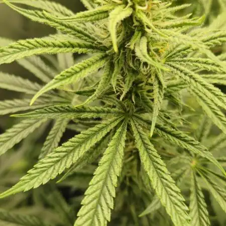 4x Peyote Wi-Fi CBD 2:1