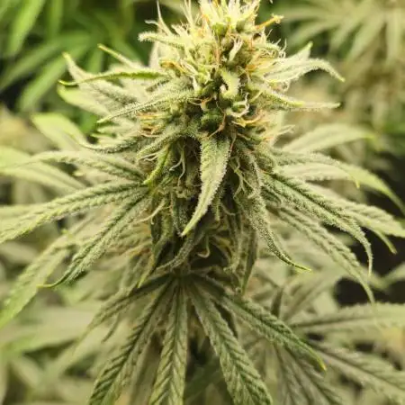 4x Peyote Wi-Fi CBD 2:1