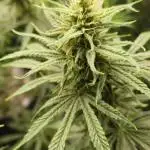 4x Peyote Wi-Fi CBD 2:1