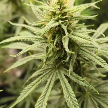 4x Peyote Wi-Fi CBD 2:1