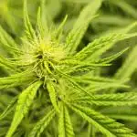 4x Peyote Wi-Fi CBD 2:1