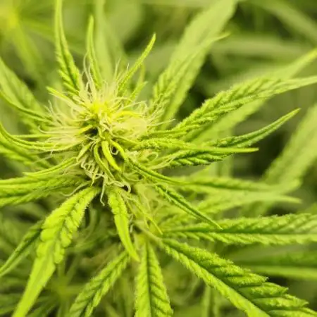 4x Peyote Wi-Fi CBD 2:1