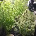 4x Peyote Wi-Fi CBD 2:1