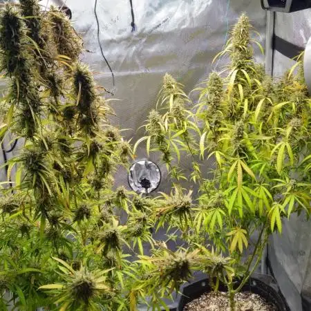 4x Peyote Wi-Fi CBD 2:1