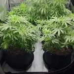 4x Peyote Wi-Fi CBD 2:1