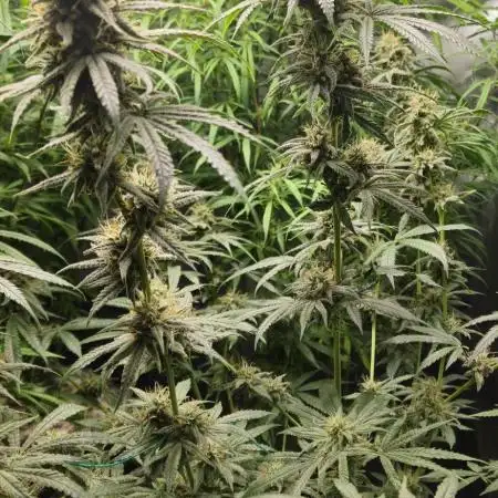 4x Peyote Wi-Fi CBD 2:1